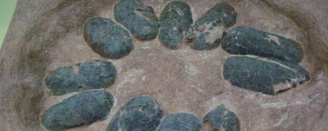 Пастух нашел яйца динозавров с сохранившимися останками эмбрионов