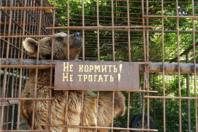 В Дагестане по требованию прокуратуры закрыли зоопарк «Лесная усадьба»