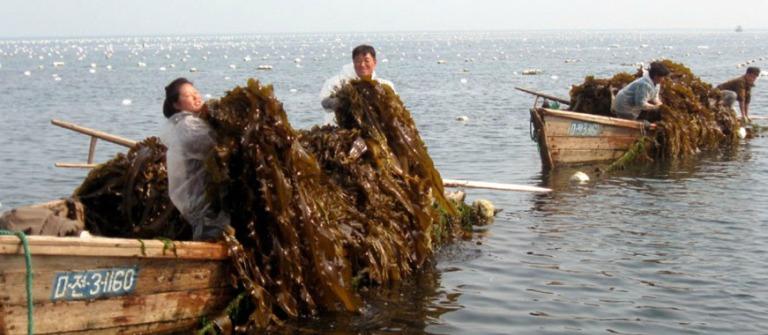 Япония заплатит России $830 тысяч за добычу морской капусты у Курил