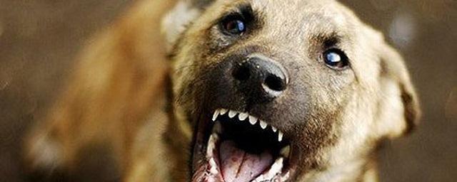 В Дагестане проводится проверка по факту гибели девочки от укусов собак