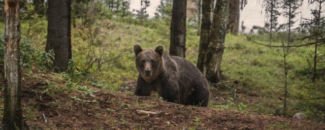 В Карелии медведь приплыл в мужской монастырь в поисках еды