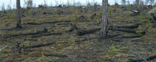 Заместитель губернатора Евгений Никора принял участие в совещании по итогам пожароопасного сезона в лесах Российской Федерации
