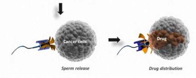 Ученые начали лечить рак с помощью сперматозоидов
