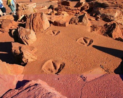 В пустыне Гоби ученые обнаружили гигантские следы динозавра