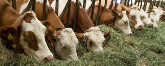 Аграрии Смоленщины получили субсидии на молочное скотоводство