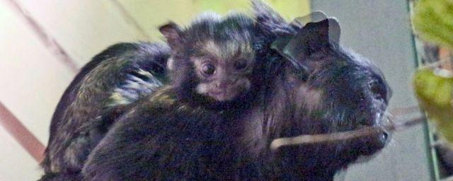 В красноярском парке «Роев Ручей» на свет появились обезьяны-близнецы