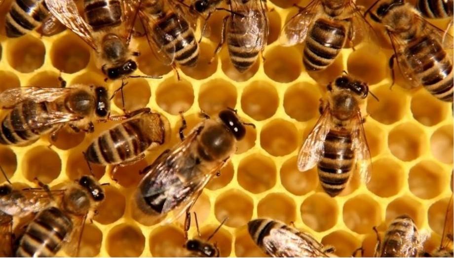 Пчеловоды Калининградской области обеспокоены массовой гибелью пчел