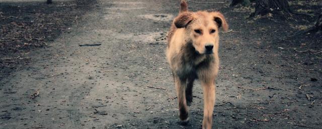 В Балакове задержали догхантера с трупом собаки в мешке