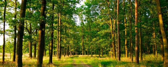 В Удмуртии состоится Национальный лесной форум