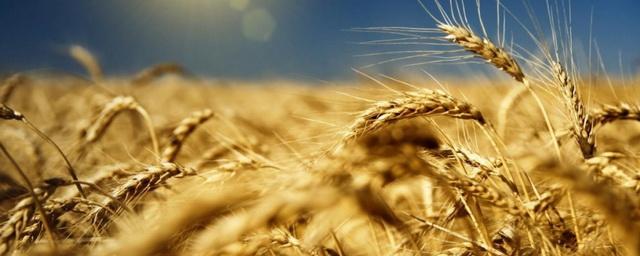 В России оказались не готовы к приостановке поставок зерна в Турцию