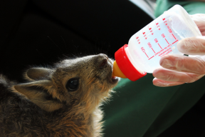 Работники российского зоопарка стали сами кормить детенышей патагонской мары