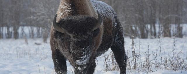 Сотрудники якутского питомника осенью выпустят на волю лесных бизонов