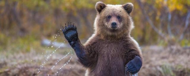 Жителей Башкирии предупредили об активизации медведей