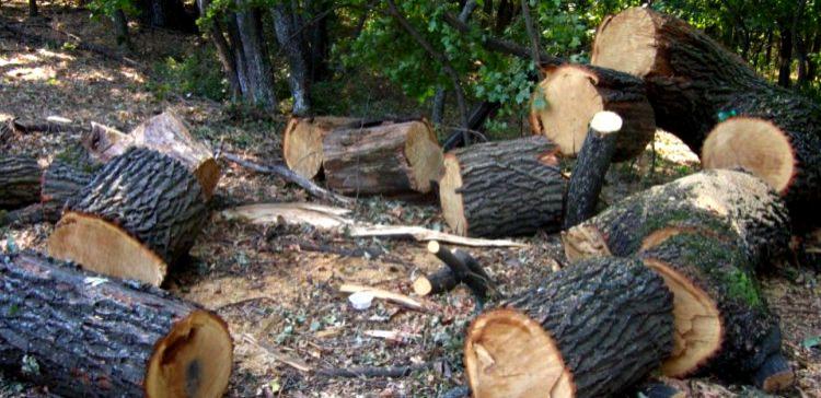 Во Владивостоке с начала месяца незаконно срубили 12 деревьев