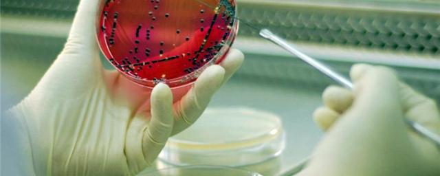 Ученые рассказали, как появляются устойчивые к лекарствам бактерии