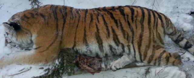 В Хабаровском крае возбуждено уголовное дело по факту стрельбы в тигра