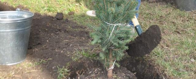 В Нижегородской области с начала года посадили 20 млн деревьев