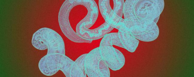 Личинки паразитических червей могут помочь при астме и аллергии