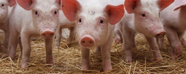 Холдинг «Агро-Белогорье» намерен разводить канадских свиней