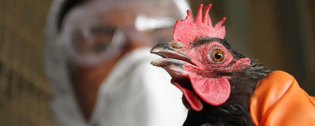 В Самарской области зафиксировали вспышку птичьего гриппа