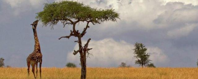 Ученые: Жирафы чаще других животных гибнут от удара молнии