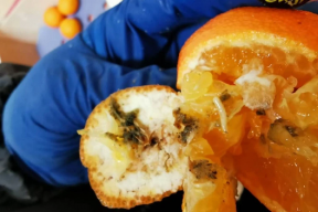 В Калужской области в грузе турецких мандаринов обнаружены личинки плодовой мухи