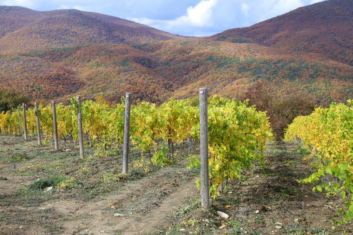 Спикер ЗСК Юрий Бурлачко: Реализация закона о винодельческих хозяйствах поможет Кубани в работе по дальнейшему развитию сразу двух ключевых отраслей экономики
