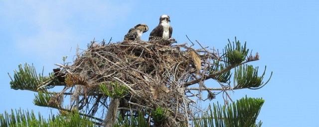 В Тофаларском заповеднике волонтеры обустроили 8 гнезд для редких птиц