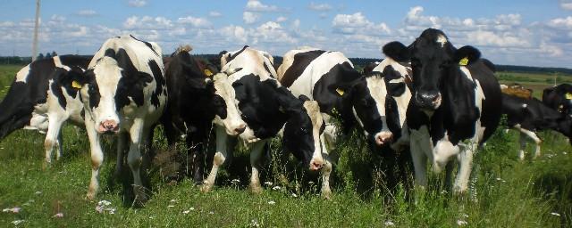 В Венгрии протестующие фермеры привели коров к парламенту