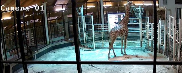 Зоопарк Москвы запустил видеотрансляцию из вольеров жирафа и горилл