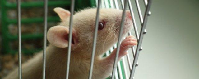 Ученые: Крысы смеются с помощью ушей