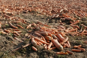 Новгородская область стала лидером по производству моркови в СЗФО