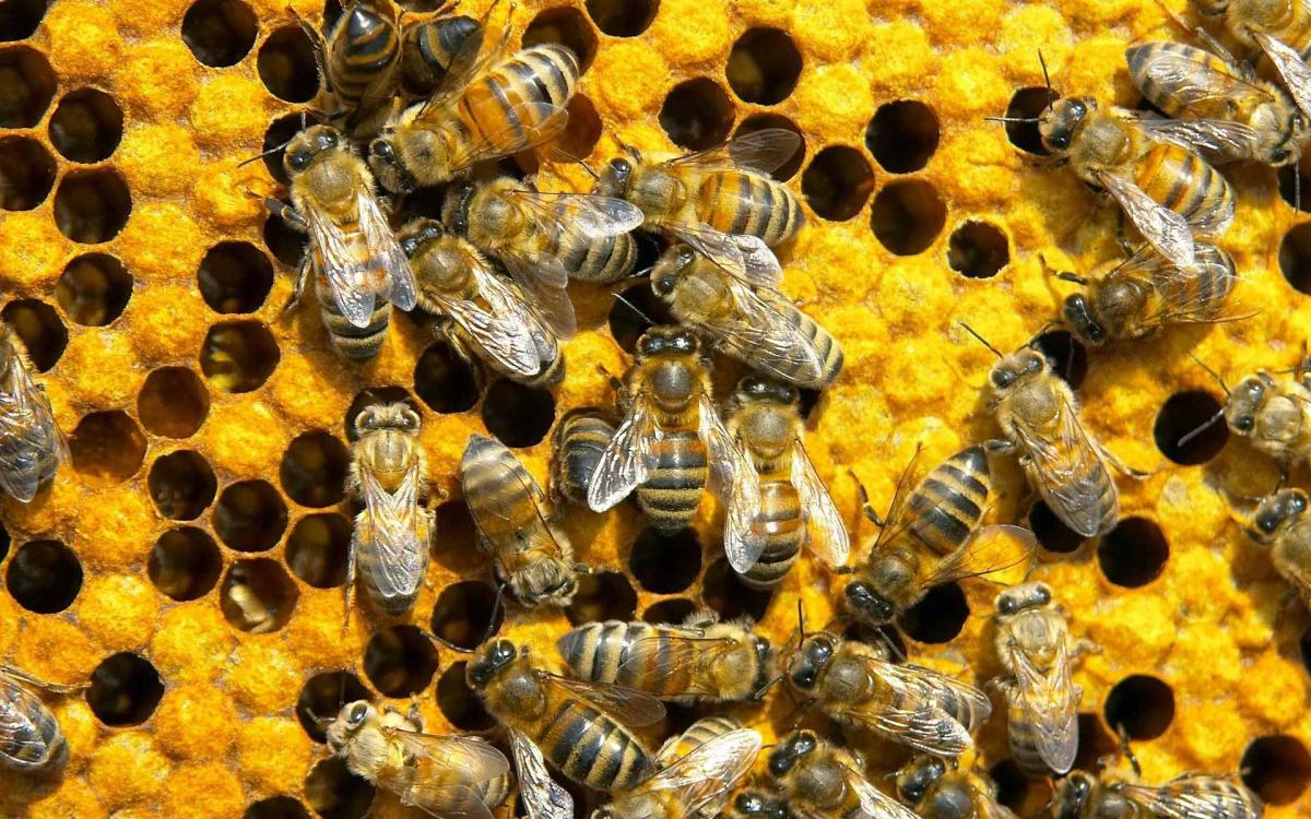 В Москве сотрудники МЧС избавили детсад от агрессивных пчел