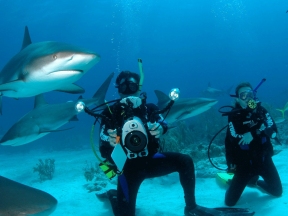На Багамах закрыли популярную экскурсию после нападения акулы на ребенка