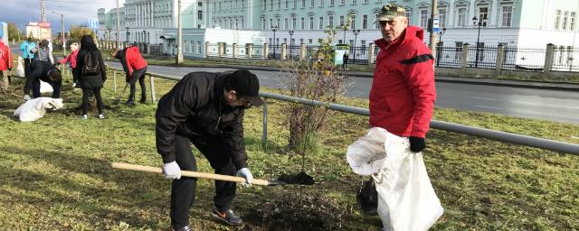 В Петрозаводске посадили березки вдоль Комсомольского проспекта