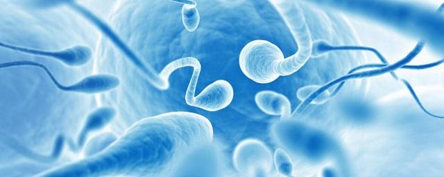 Ученые: Долгоживущие сперматозоиды производят более здоровое потомство