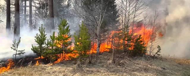 В Приморье МЧС пока справляется с лесными пожарами