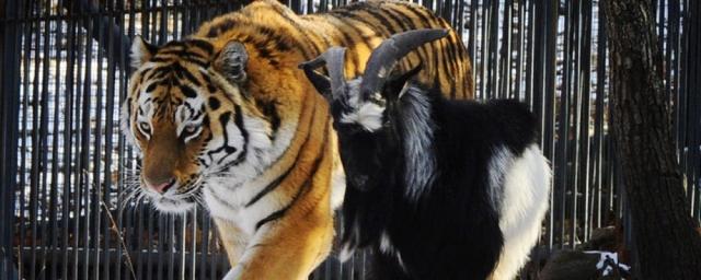 В Хабаровске прошла премьера мюзикла о тигре Амуре и козле Тимуре