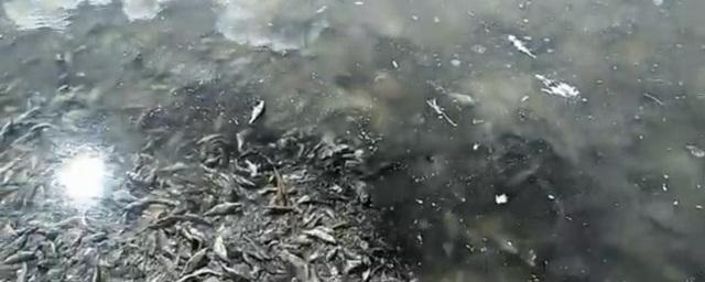 На озере Шугуняк под Челябинском обнаружили тонны мертвой рыбы