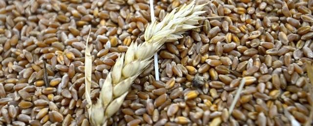 В Крыму урожай ранних зерновых увеличился на 7,2%