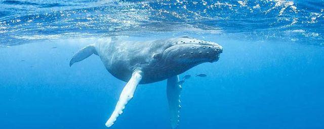 Ученые: Горбатые киты говорят «шепотом», чтобы не попасться хищникам