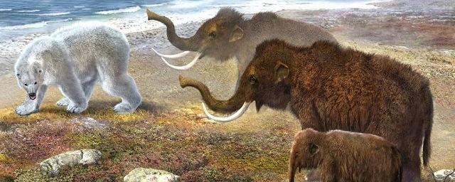 Американские ученые установили причину гибели последних мамонтов