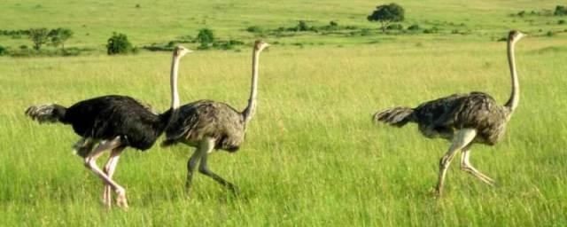 Птицы помогают ученым понять принцип передвижения динозавров