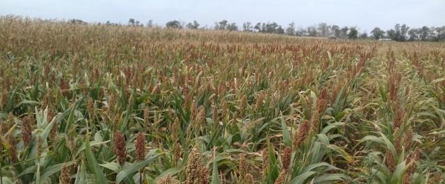 В Ставропольском крае аграрии соберут более миллиона тонн кукурузы
