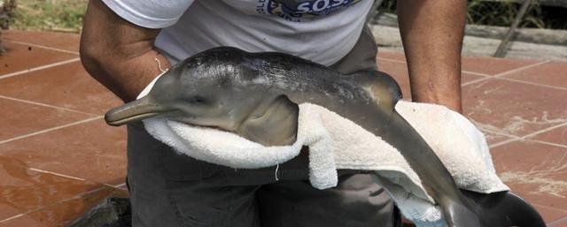 В Испании туристы до смерти замучили дельфина ради селфи
