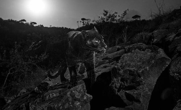 В Африке впервые за 100 лет засняли черного леопарда