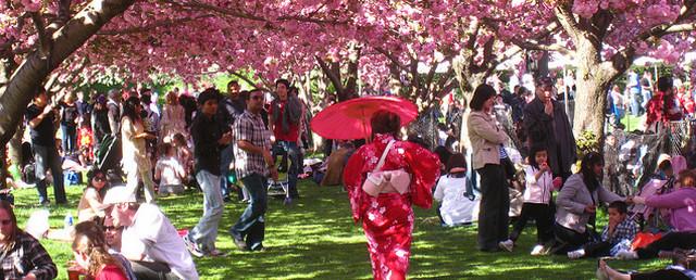 В Ботаническом саду Петербурга состоится фестиваль «Сакура Мацури»