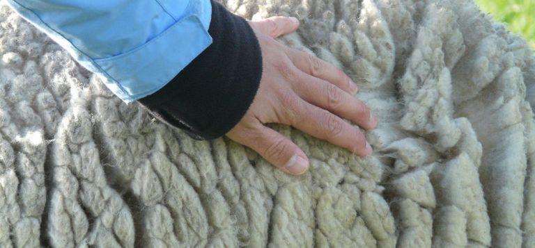 В России внедрят знак качества шерсти Woolmark