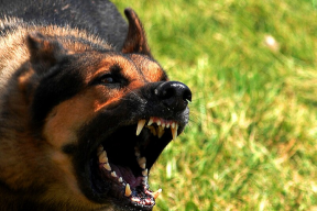 В Ростове стаи агрессивных собак терроризируют горожан