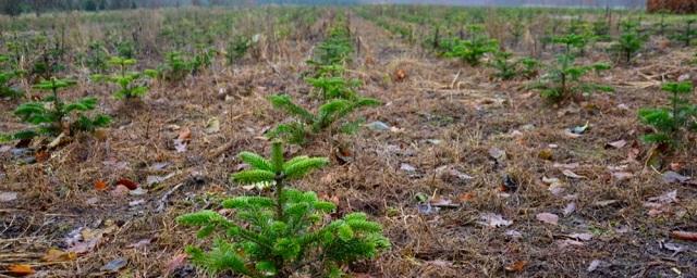 В Наро-Фоминском ГО пройдет акция «Наш лес. Посади свое дерево»